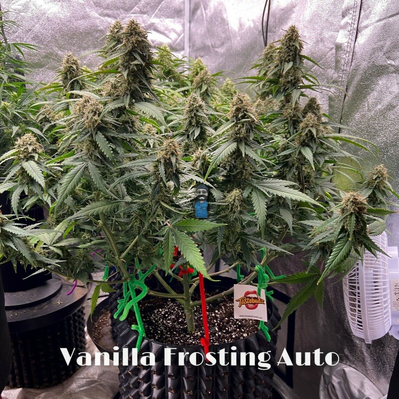 Tastebudz Vanilla Frosting Auto week 9