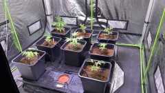 Multi strain