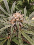thumbnail_IMG_20210420_134030