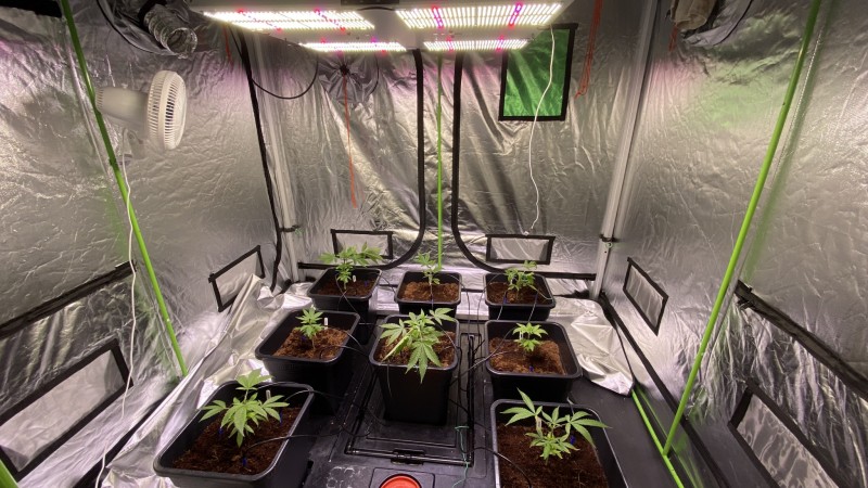 Multi strain update