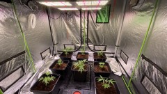 Multi strain update
