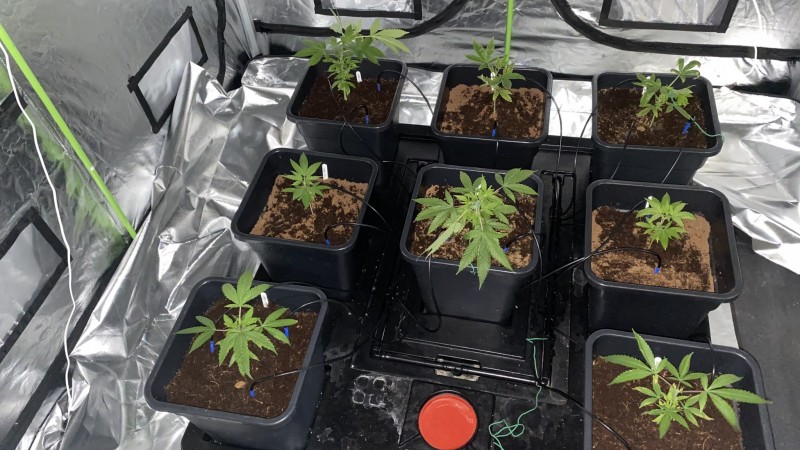 Multi strain update