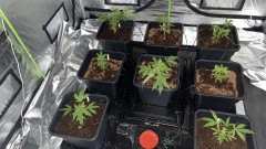 Multi strain update