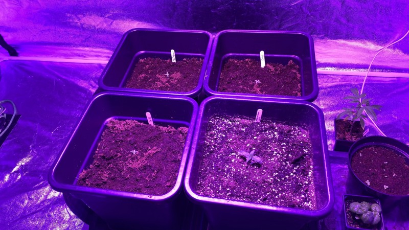 Multi strain update