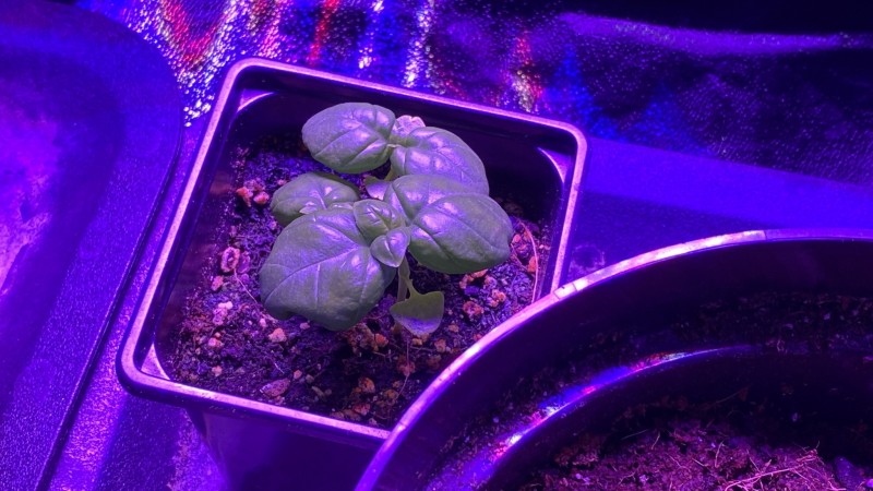 Multi strain update