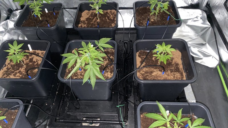 Multi strain update