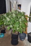 MintchocOG (tie up) 45 days fl 04.10 (2) (689x1024)
