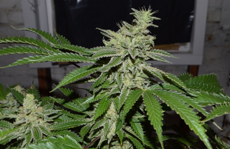 Mintchoc OG 45 days fl 04.10 (15) (1024x666)