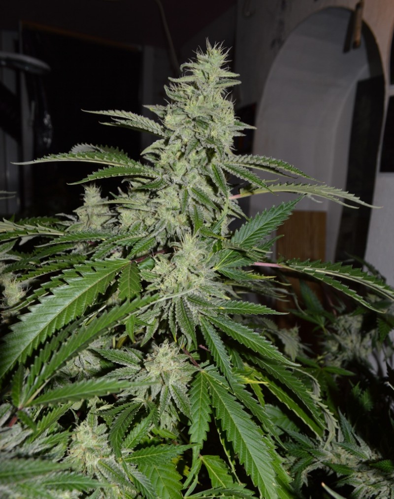 Mintchoc OG 45 days fl 04.10 (10) (809x1024)