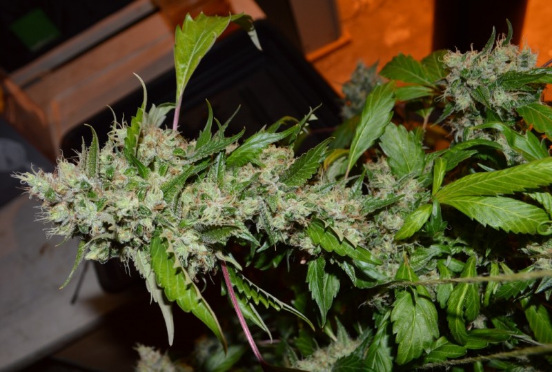 OG Kush 50 days fl 04.10 (11) (1024x690)