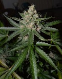 PurpMoonRockz 34 days fl 04.09 (2) (810x1024)