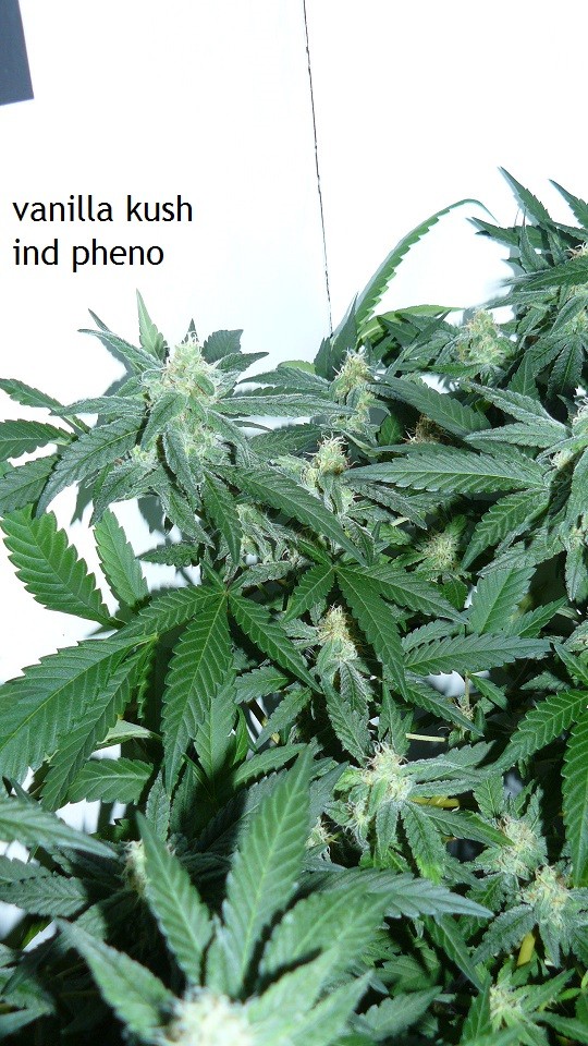 drobes 04 10 21 004