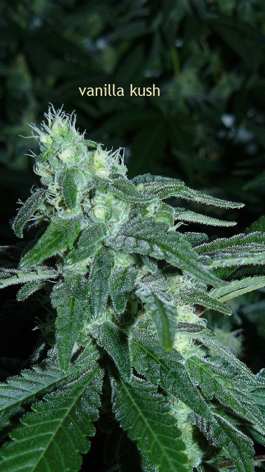 drobes 04 10 21 012