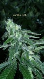 drobes 04 10 21 012