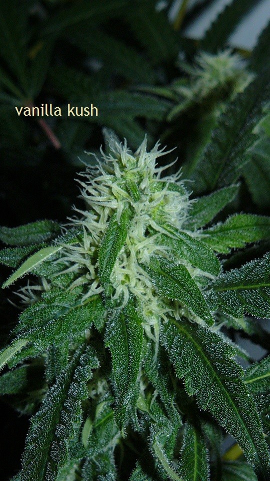 drobes 04 10 21 016
