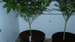 drobes 04 10 21 020