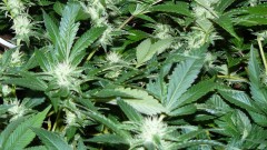 drobes 04 10 21 026