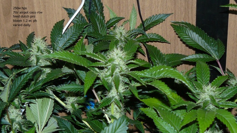 drobes 04 10 21 027