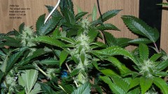 drobes 04 10 21 027