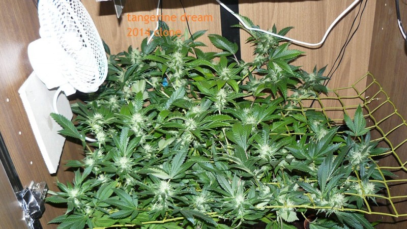 drobes 04 10 21 030