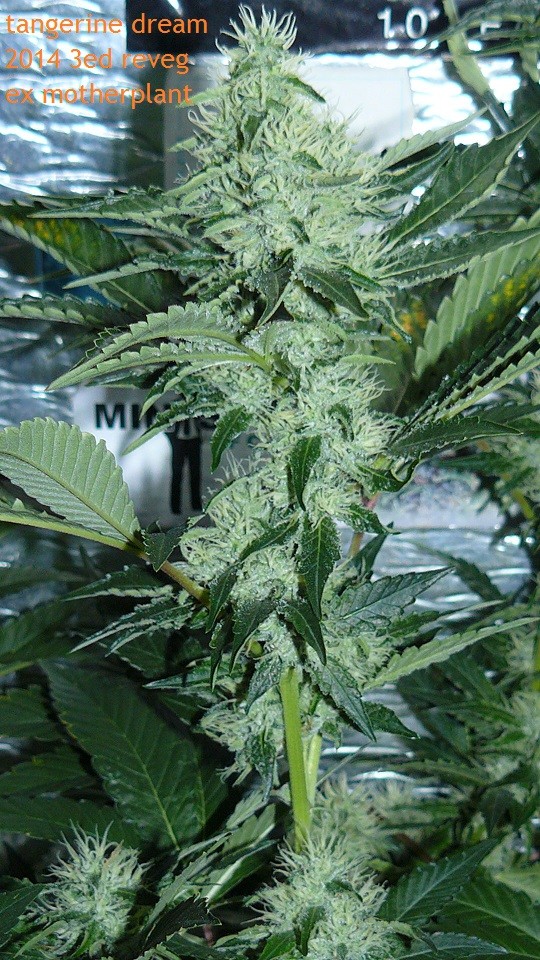 drobes 04 10 21 033