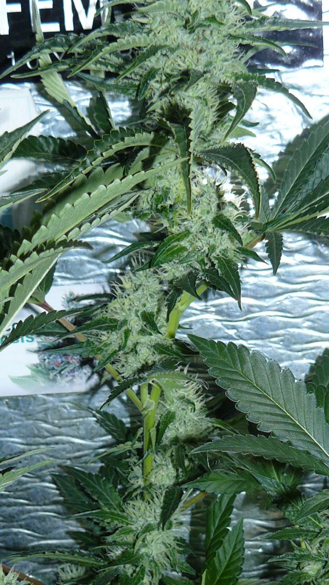 drobes 04 10 21 035