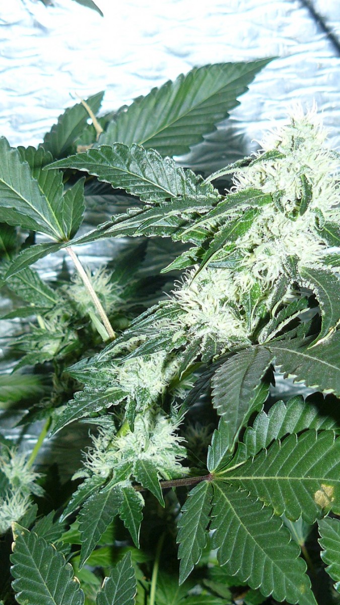 drobes 04 10 21 037