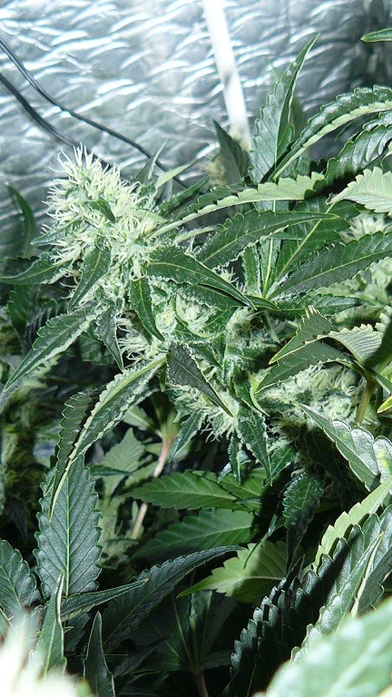 drobes 04 10 21 039