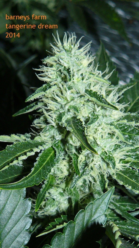 drobes 04 10 21 040