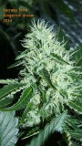 drobes 04 10 21 040