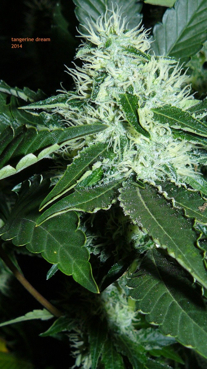 drobes 04 10 21 041