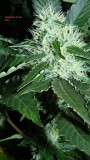 drobes 04 10 21 041