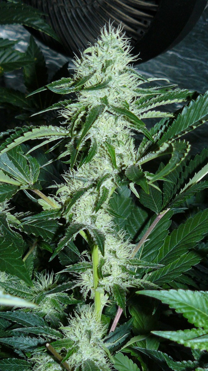 drobes 04 10 21 043