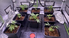 Multi strain