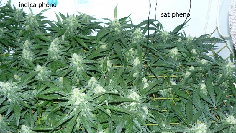 drobes 06 10 21 002