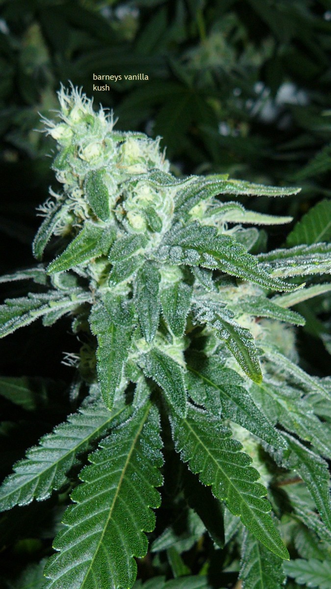 drobes 06 10 21 005