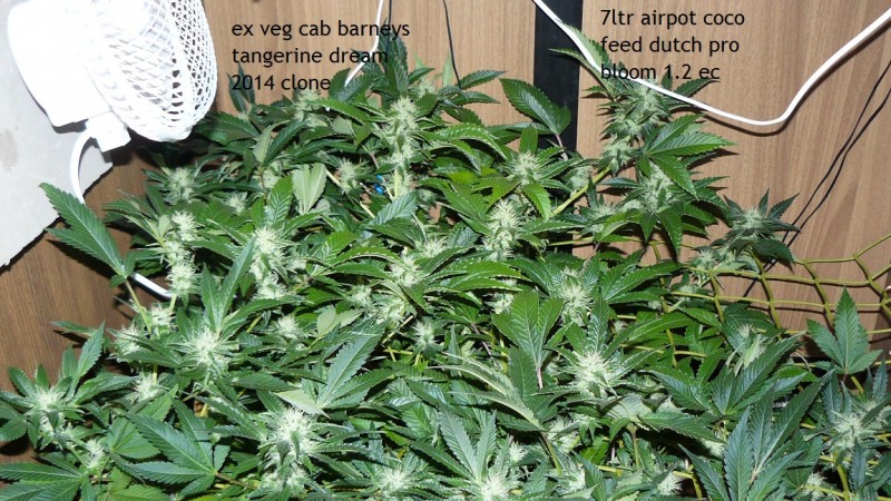 drobes 06 10 21 020