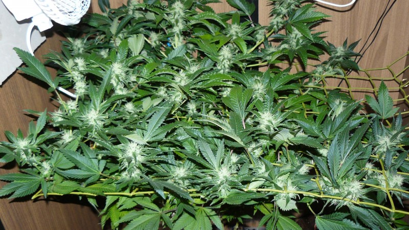 drobes 06 10 21 021