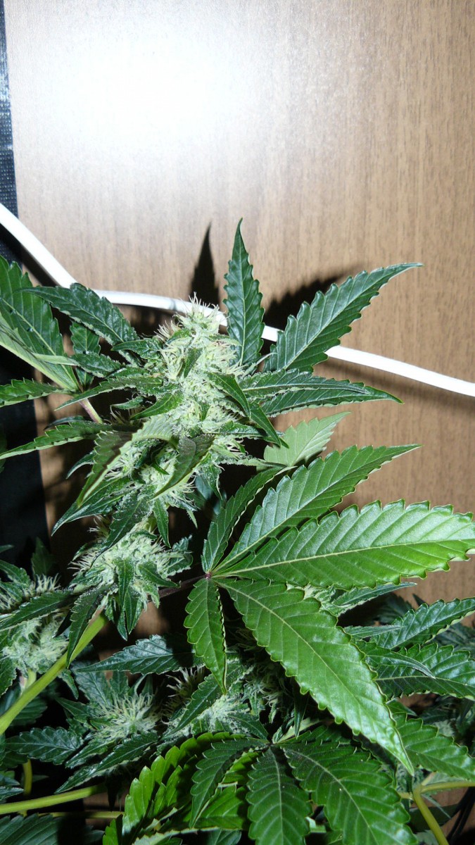 drobes 06 10 21 023