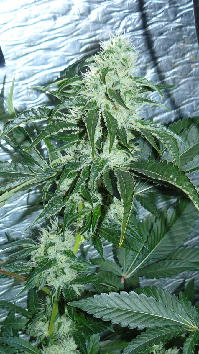 drobes 06 10 21 031