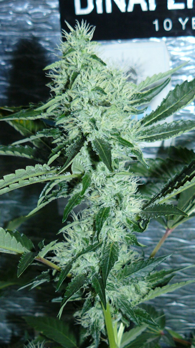 drobes 06 10 21 032
