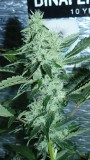 drobes 06 10 21 032