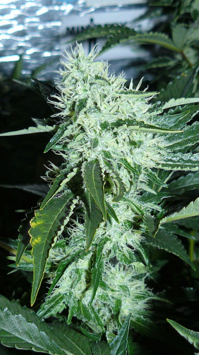 drobes 06 10 21 033