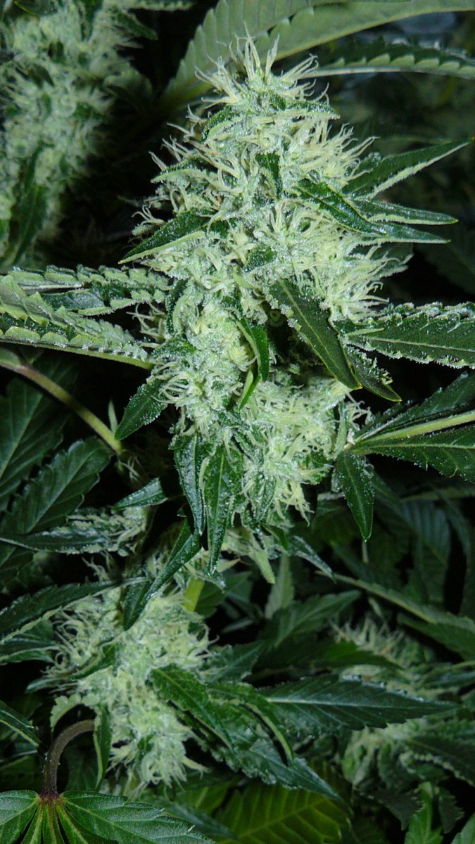 drobes 06 10 21 036