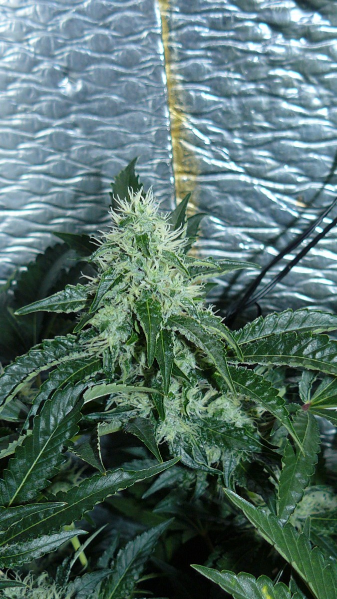 drobes 06 10 21 038