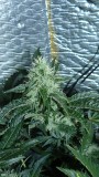 drobes 06 10 21 038