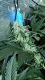 drobes 06 10 21 040