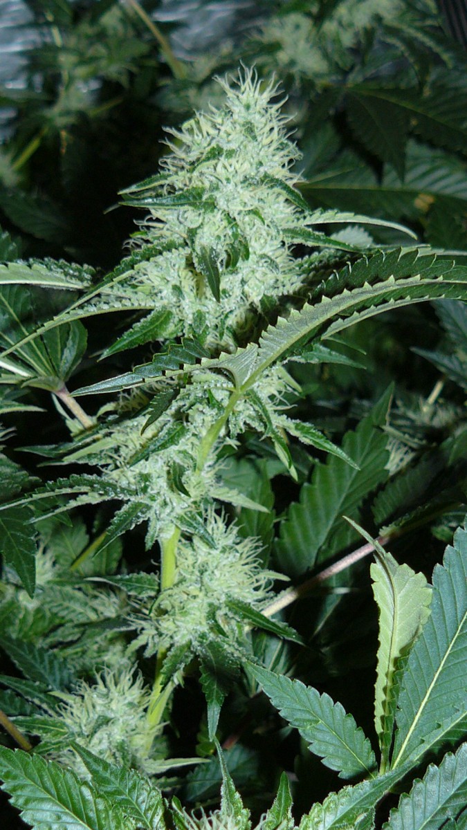 drobes 06 10 21 045