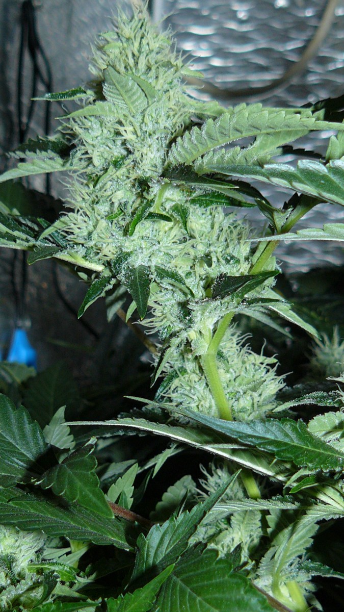 drobes 06 10 21 048