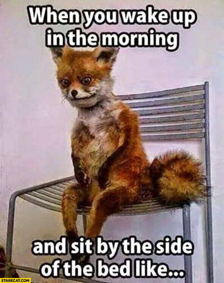 fox-when-you-wake-up-in-the-morning